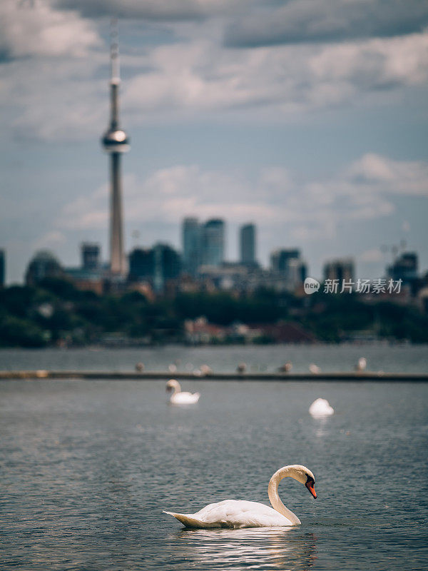 多伦多市中心天鹅全景图