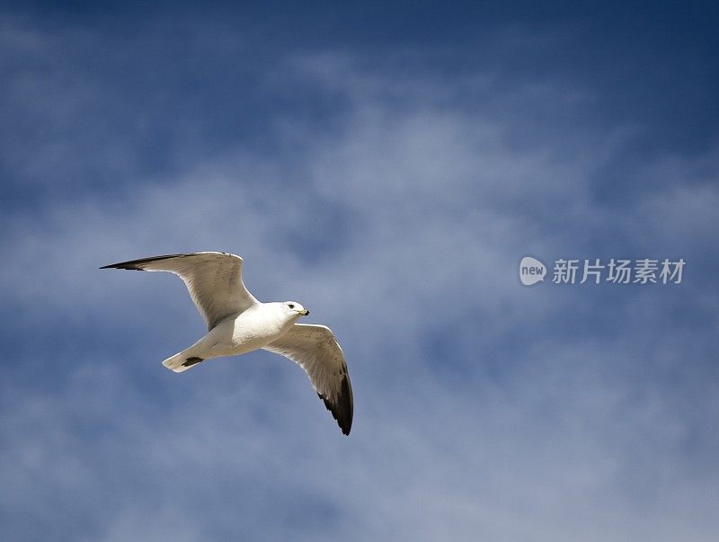 海鸥