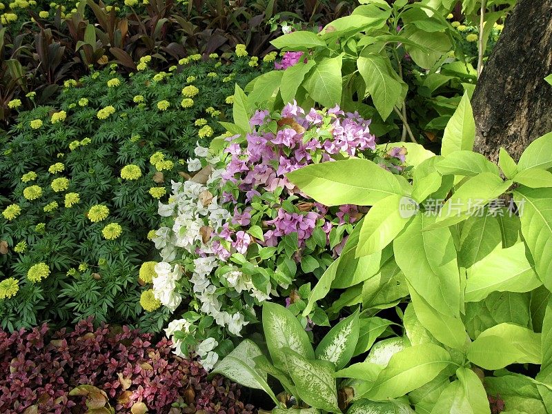 花园里的万寿菊、九重葛和果藤属植物