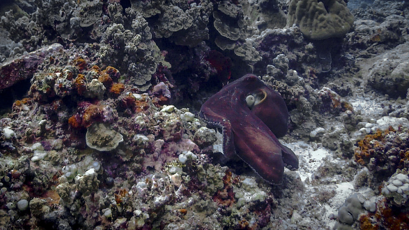 章鱼在阿波礁#3