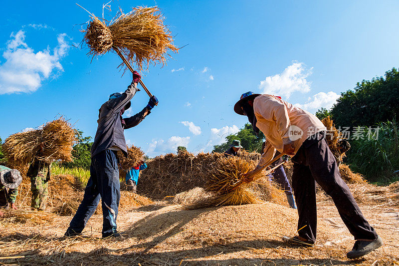 泰国传统水稻丰收。