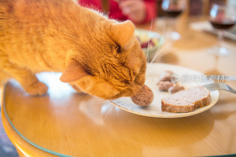 姜猫被盘子上的美味香肠诱惑