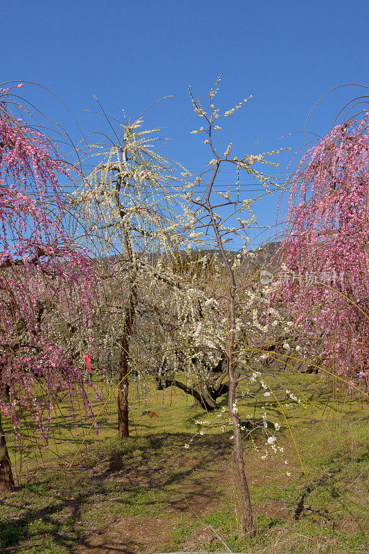 粉白垂梅花盛开在索加贝修梅花林中