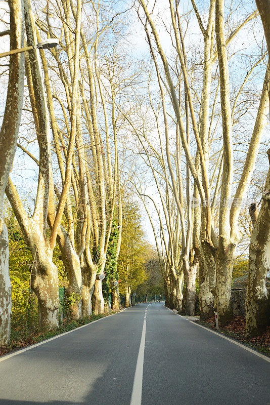 穿过森林的废弃的蜿蜒道路