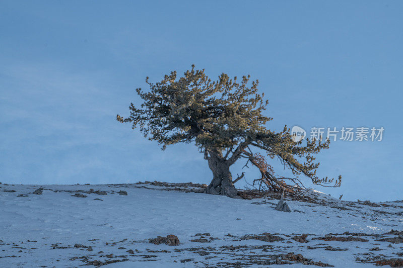 美国黄石国家公园拉马尔山谷，风吹在山顶上的树