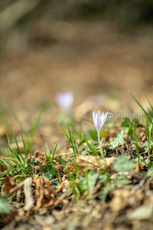 番红花(春季番红花，巨型番红花