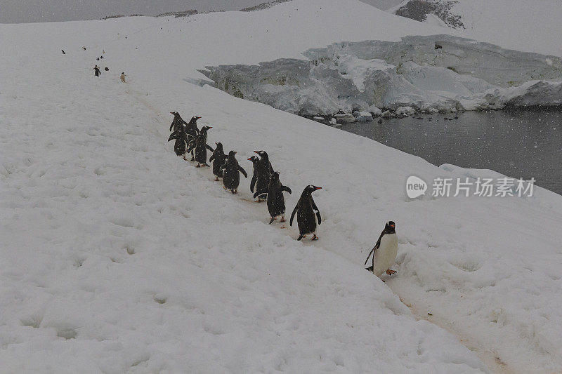 巴布亚企鹅(Pygoscelis巴布亚)-南极洲