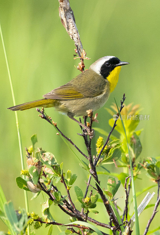 常见Yellowthroat莺