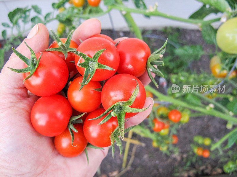 藤蔓成熟的红番茄生长在后院的菜园，以确保粮食安全