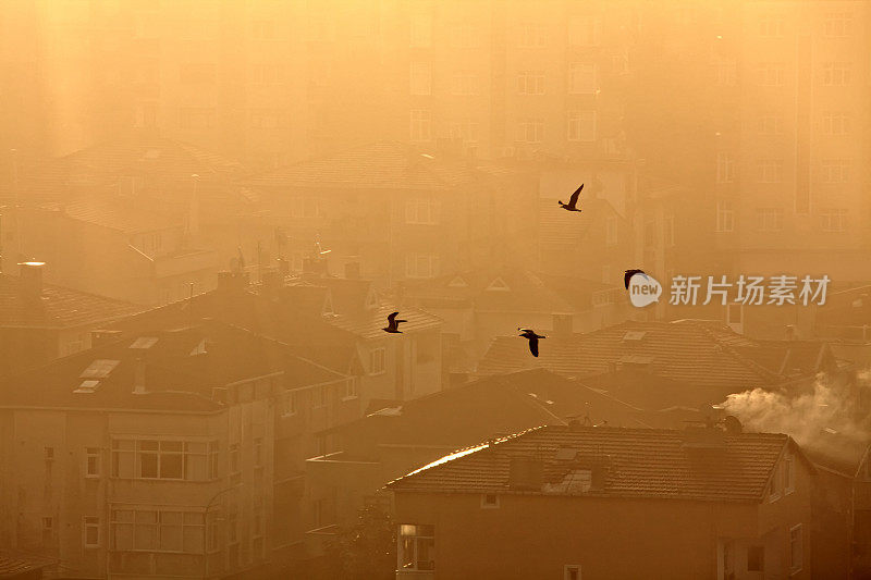 环境污染的雾霾概念和城市景观的飞鸟