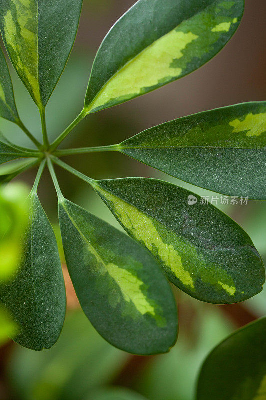 植物的叶子