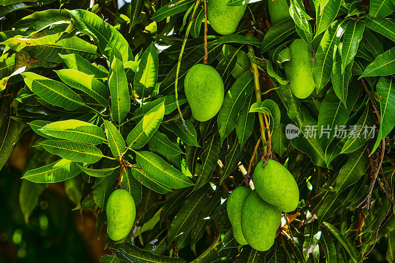 芒果在成熟的过程中长在树上