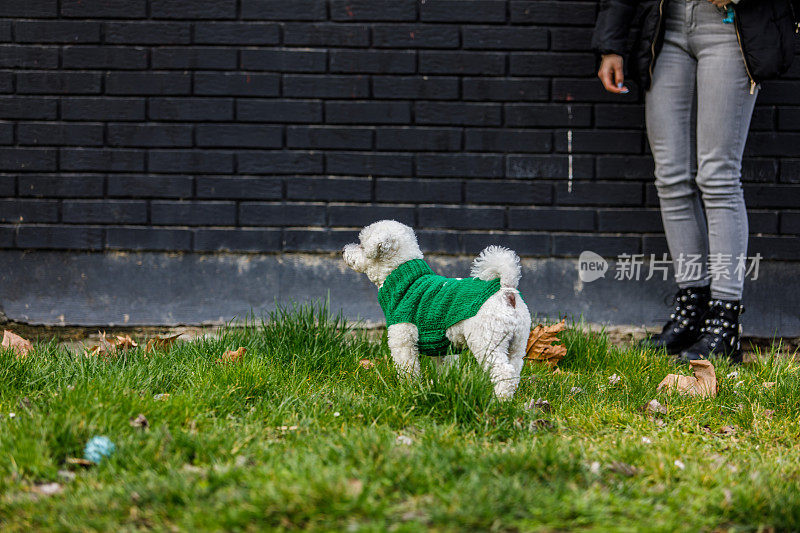 在城市户外穿着时尚毛衣的比雄犬