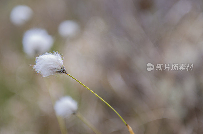 爱尔兰罗斯康芒bogland的沼泽棉花。