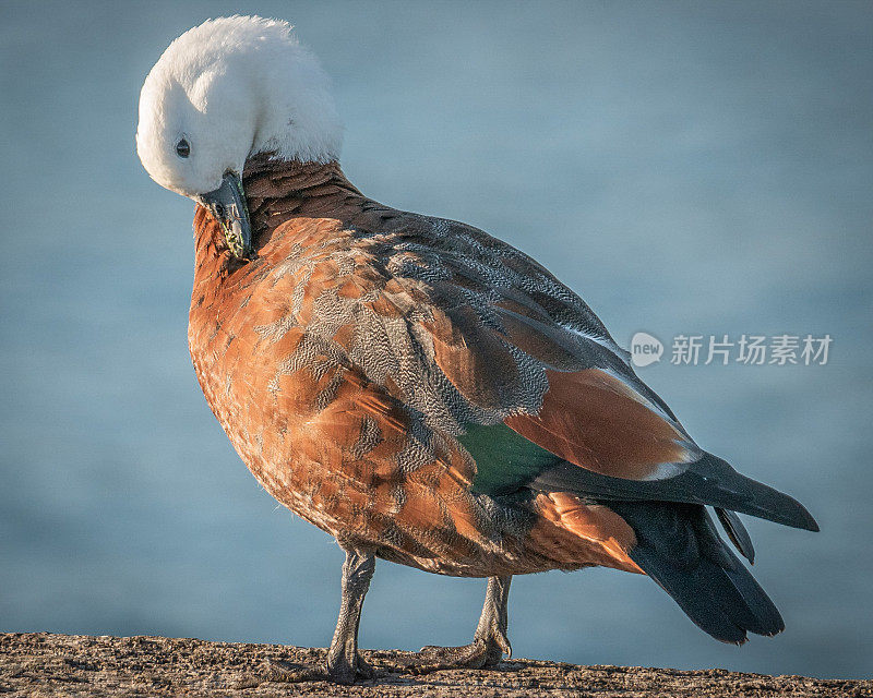 雌性天堂壳鸭，奥塔哥新西兰