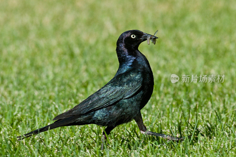 携带昆虫的雄性布鲁尔黑鸟