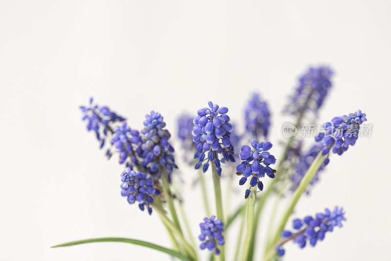 一束白色背景上的蓝色麝香花