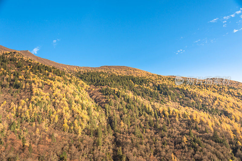 森林和树木景观纹理背景，色彩斑斓的自然景观风景亚丁，香格里拉，中国，西藏山区的秋天