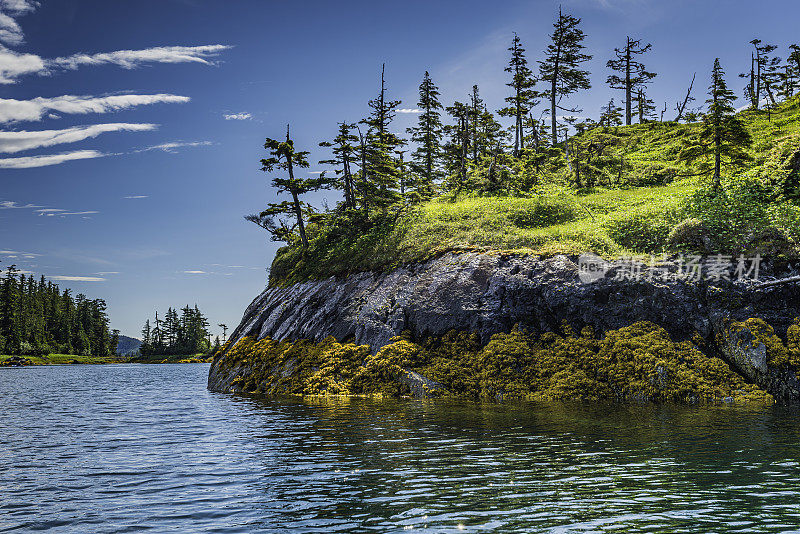 墨角藻是一种海藻，一种生活在北美太平洋沿岸的褐藻。它的共同名字是岩石草。阿拉斯加威廉王子湾的长湾。显示低潮造成的潮汐分区。
