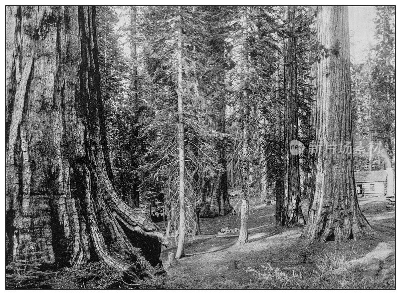 古董黑白照片:加州的巨树