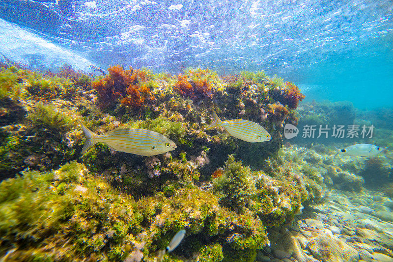 地中海水下景观珊瑚礁与鱼类