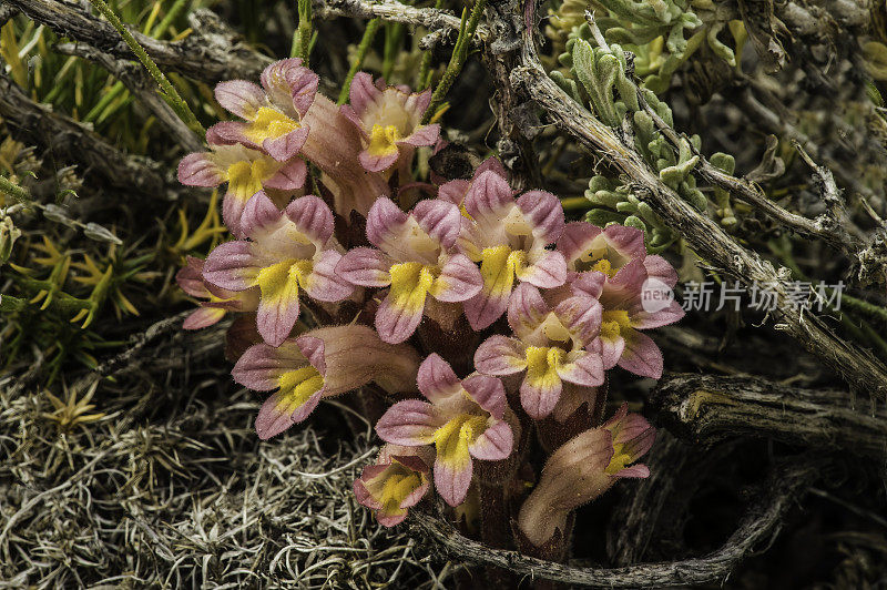 束状牛尾草，簇帚草，古狐尾松林;因约国家森林，白山，加利福尼亚州。列当科。