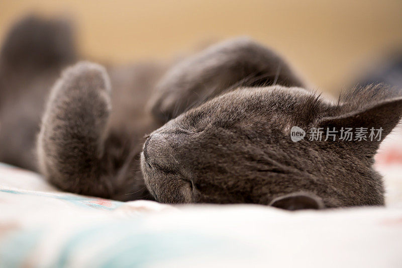 特写灰色的猫躺下与选择性的焦点在爪子