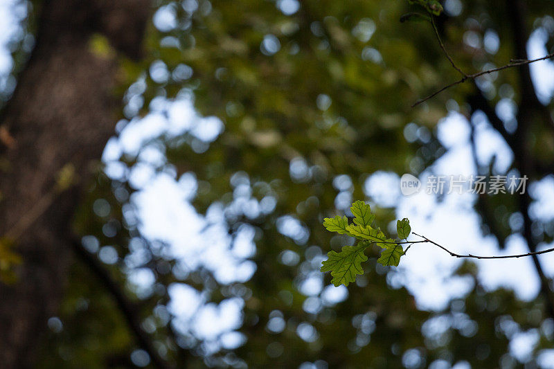 近距离观察一棵栎树枝，聚焦在一片橡树叶上。栎是一种欧洲树种，也叫普通橡树。