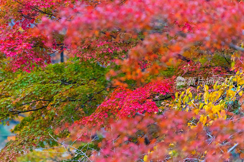 日本的秋色