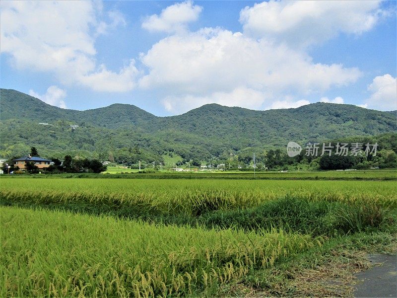 日本。8月。农业区位于群山之间的山谷中。