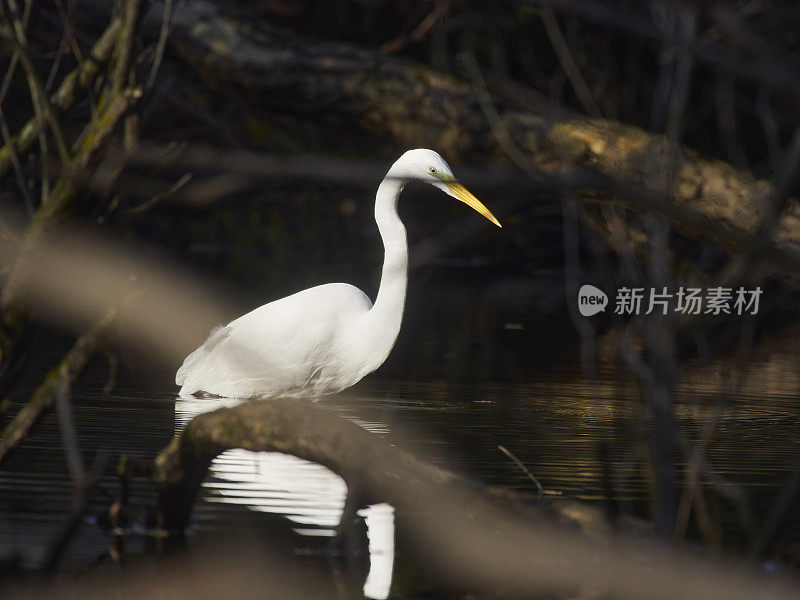 白苍鹭