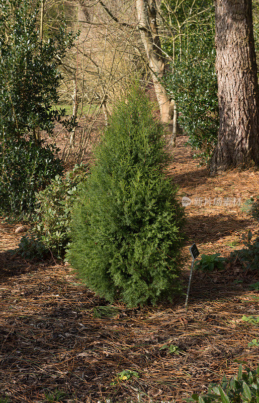 一种常绿针叶树西班牙刺柏灌木(刺柏thurifera)的冬季树叶，生长在英格兰德文郡乡村的林地花园
