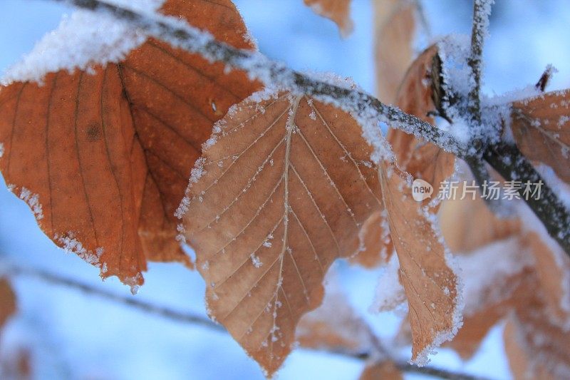 Golcuk自然公园里被雪覆盖的干山毛榉树叶