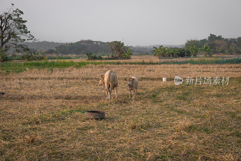 一头母牛和一头小牛在田地中央吃草