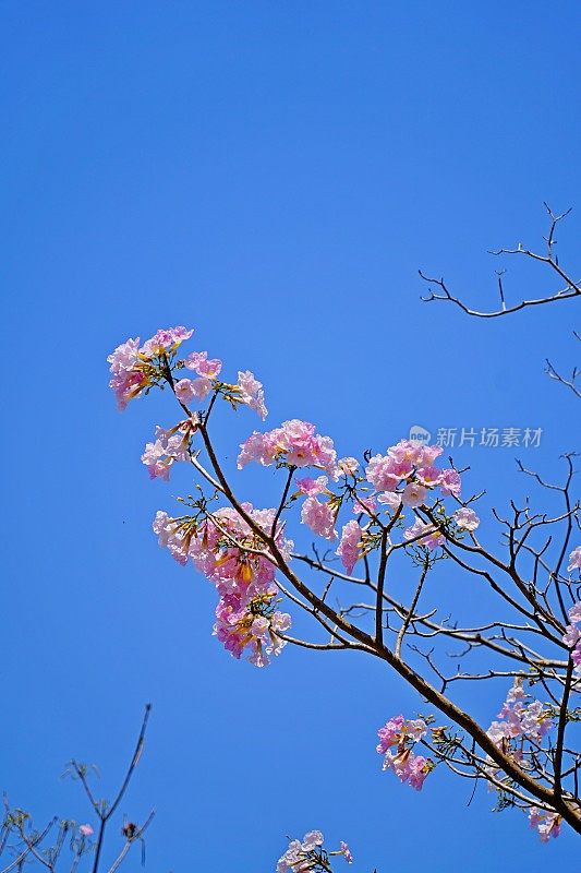 春天的泰国风景与清蒲番石榴花
