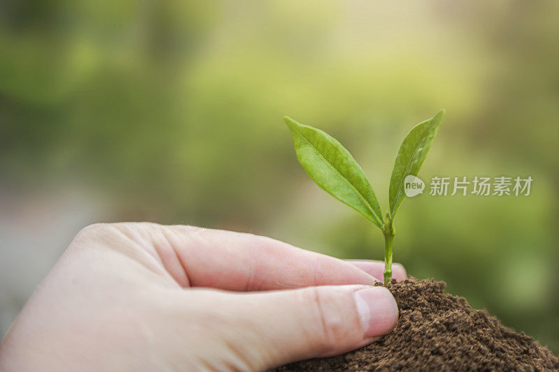 企业成长理念:关爱新生命-育婴植物