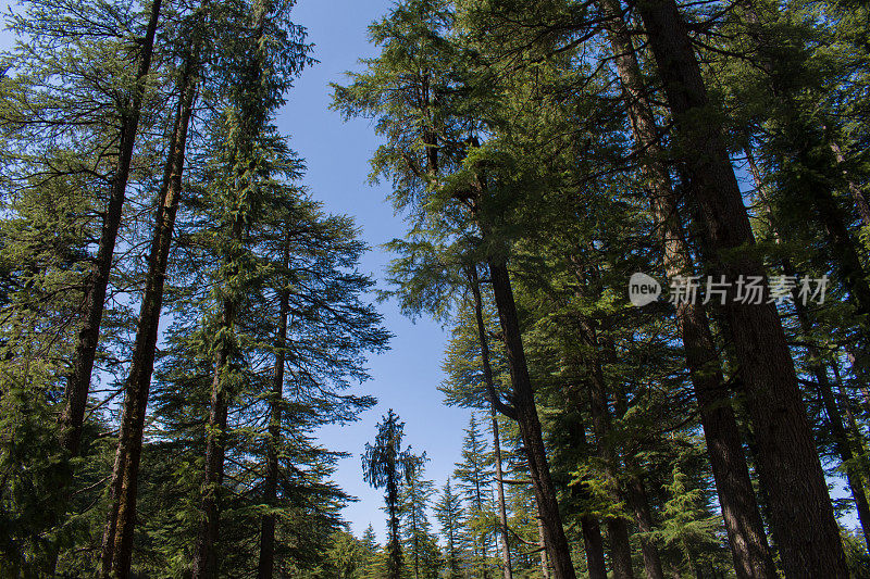 美丽的绿色长雪松(喜马拉雅雪松)森林。