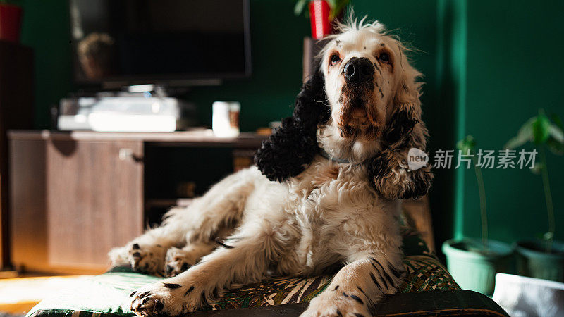 英国可卡犬躺在垫子上瑟瑟发抖