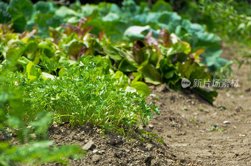 菜园子里种着欧芹和卷心菜。