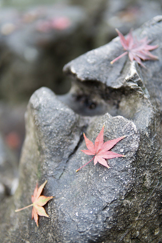 秋天，枫叶落在岩石上