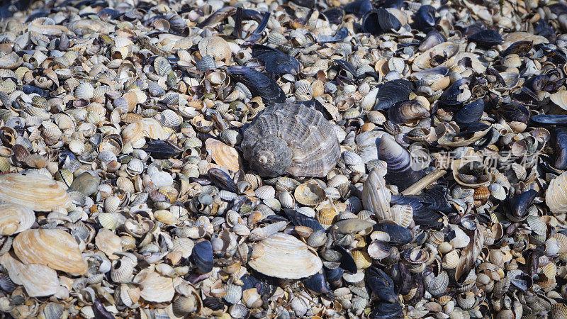 海岸上有厚厚的coquina层。海滩上的贝壳碎片。背景文字为小贝壳及其碎片。在海上休息。