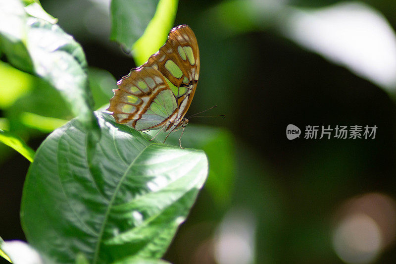 雄性孔雀石蝴蝶在叶子上