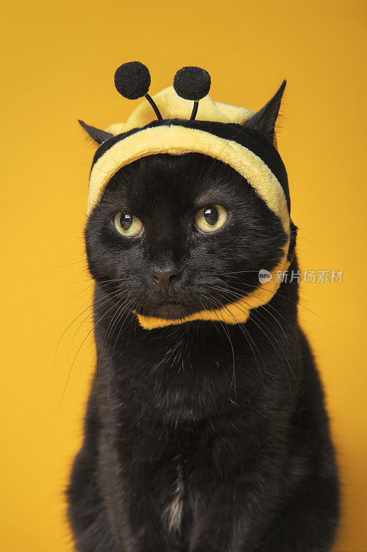 猫打扮成大黄蜂和有点疯狂