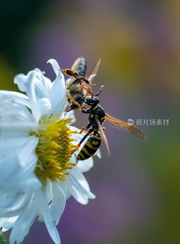 黄蜂在蓍草