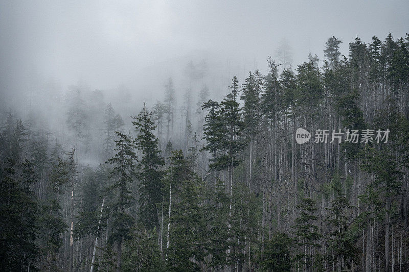 温哥华岛的雾雨林