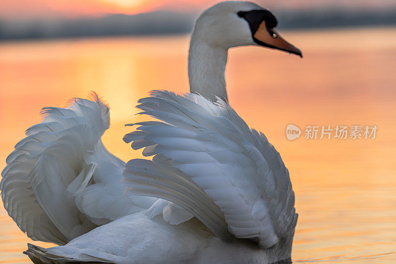 日落时湖面上漂浮的天鹅