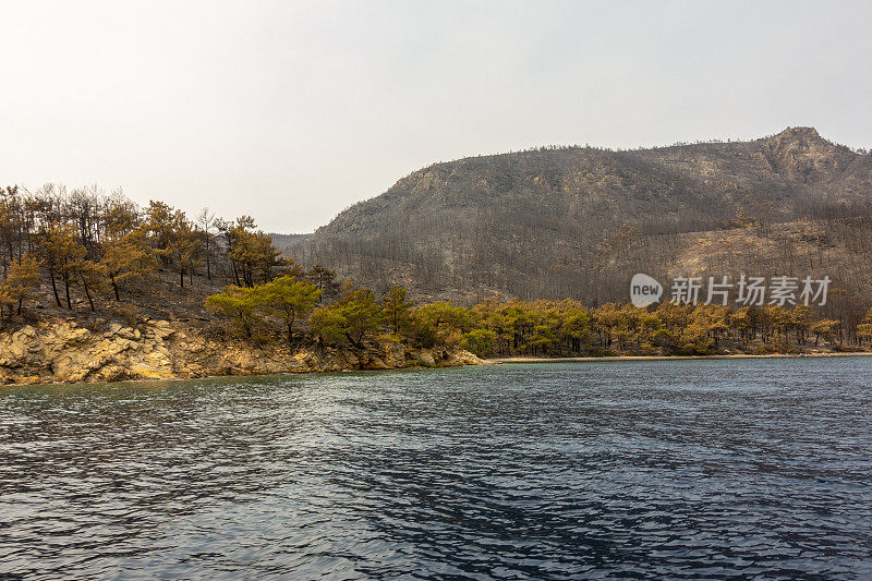 海岸森林大火之后