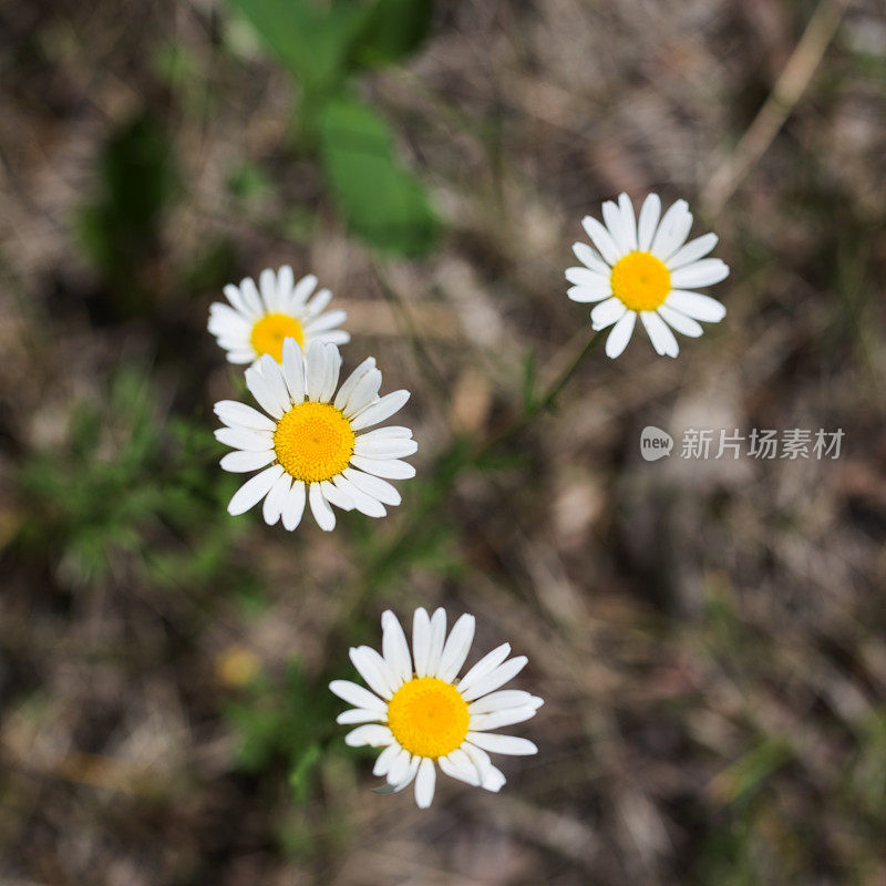 野花雏菊