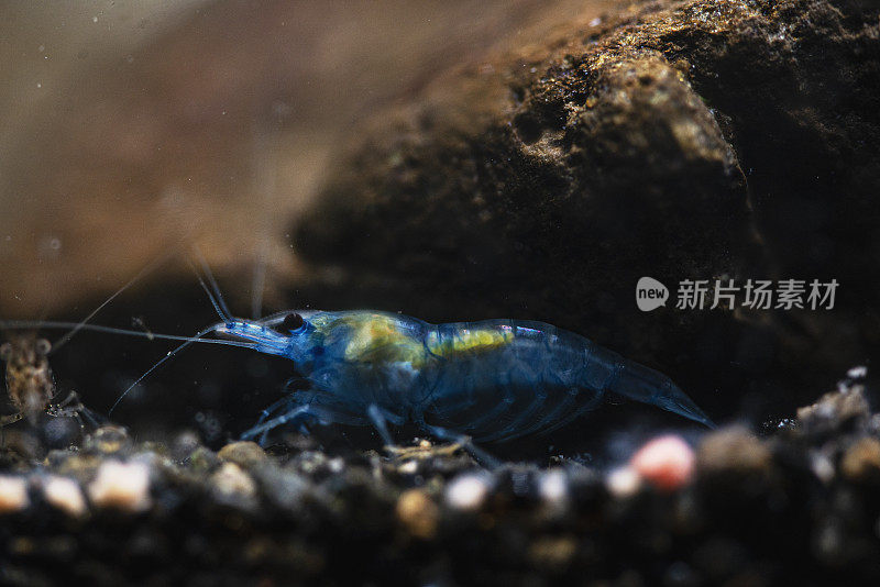 水族馆里的樱桃虾特写