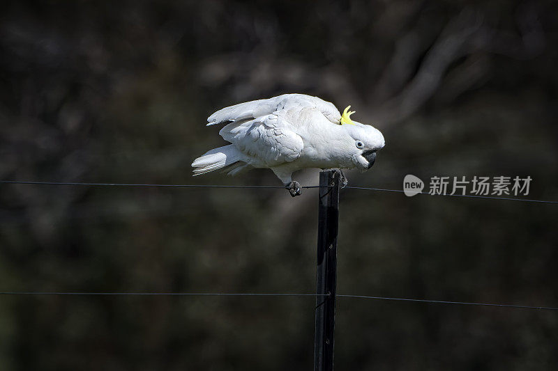 硫冠凤头鹦鹉